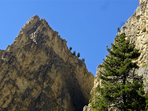 Rosengarten10_CIMG3862