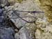 Rosengarten10_CIMG4396